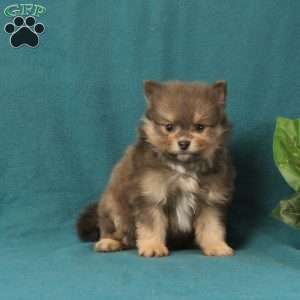 Edison, Pomeranian Puppy